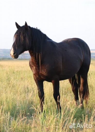 Лошадь жеребец