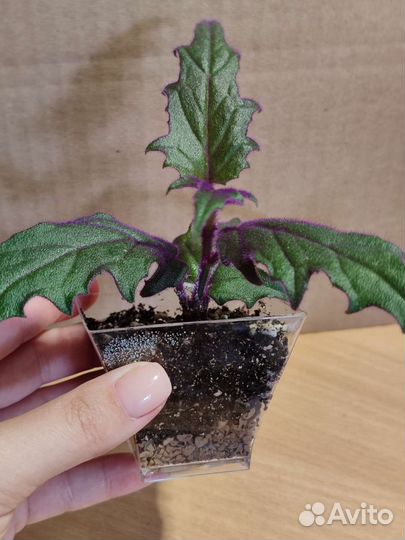 Гинура оранжевая (Gynura aurantiaca)