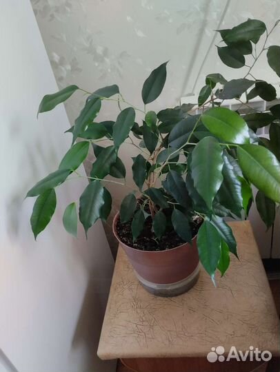 Фикус бенджамина