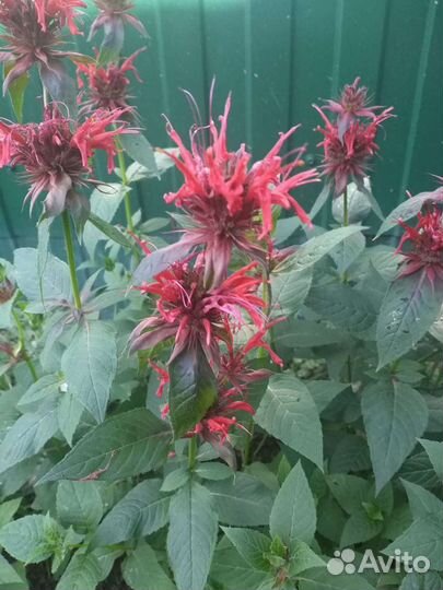 Мята, тархун, душица, бергамот. Сушёные сбор