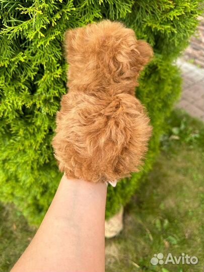 Мальтипу микро тикап тедди пудель ай ай аййййййй