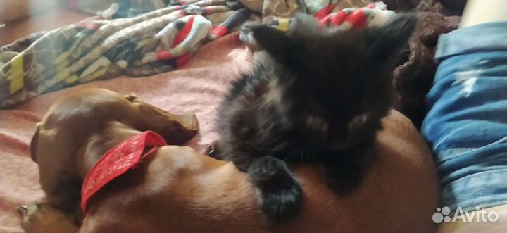 Отдам в добрые руки маленькую кошечку