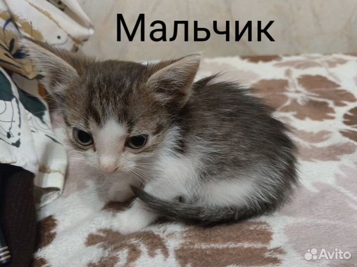 Кошки в добрые руки