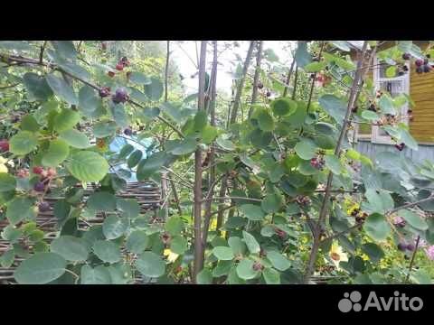 Ирга кустарник саженцы