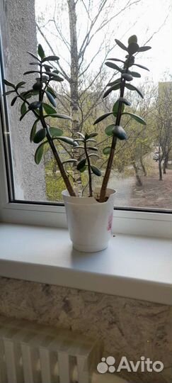 Денежное дерево