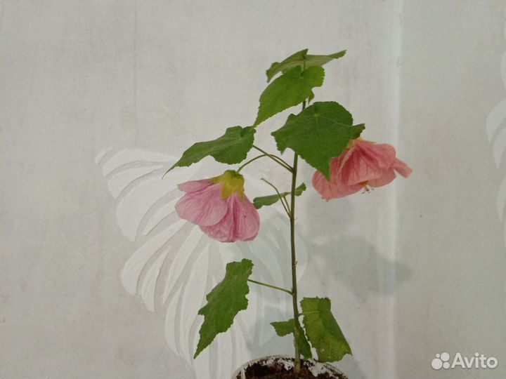 Абутилоны цветущие