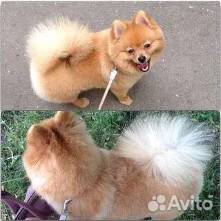 Стрижка кошек и собак