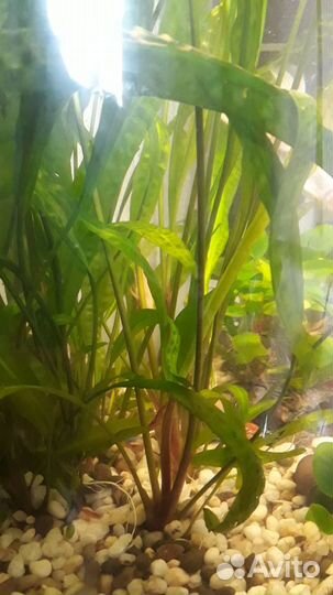 Аквариумные растения прополка