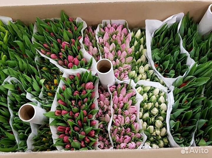 Тюльпаны оптом красные и другие