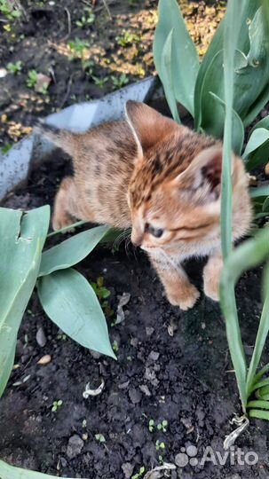 Бенгальские котята