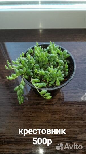 Комнатные растения