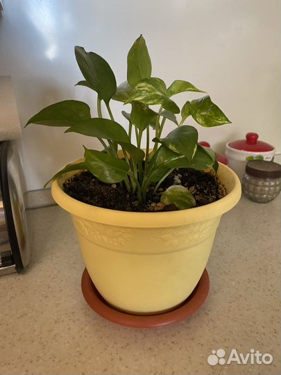 Эпипремнум