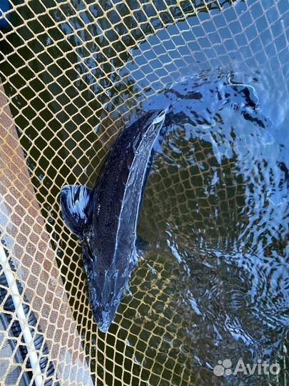 Садок для выращивания рыбы