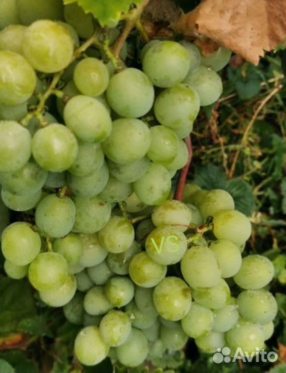 Саженцы винограда