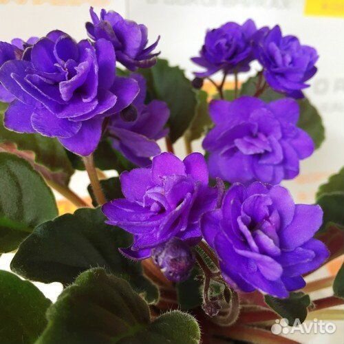 Сортовые фиалки мини