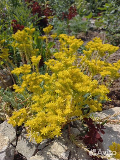 Очиток седум Блю форест и Ангелина