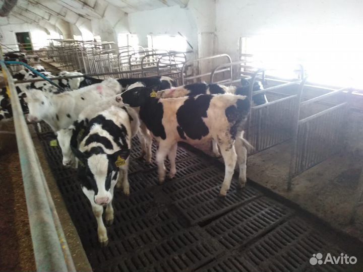 Телята бычки