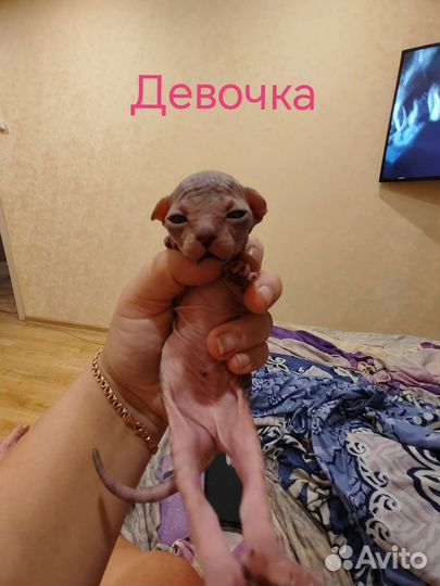 Канадский сфинкс котенок
