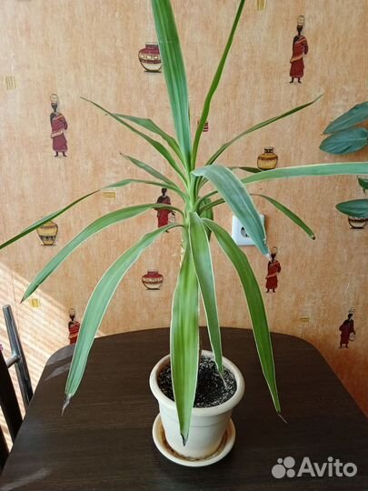 Пальма Юкка