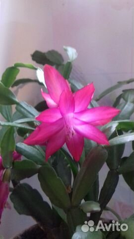 Цветок декабрист