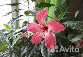 Гибискус Купера