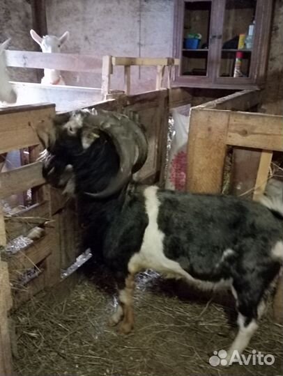 Козел на племя