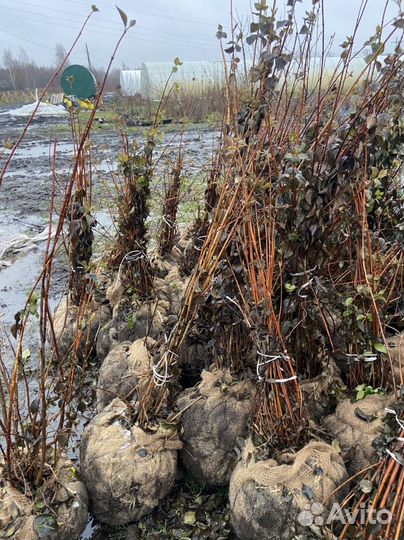 Чубушник ком