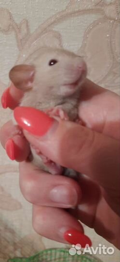 Крысята дамбо