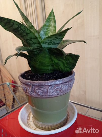 Укорененные черенки карликовой сансельверии