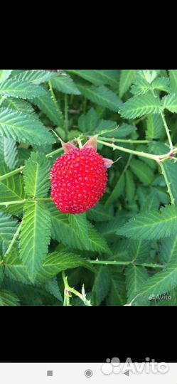 Саженцы Малина-Клубника Тибетская