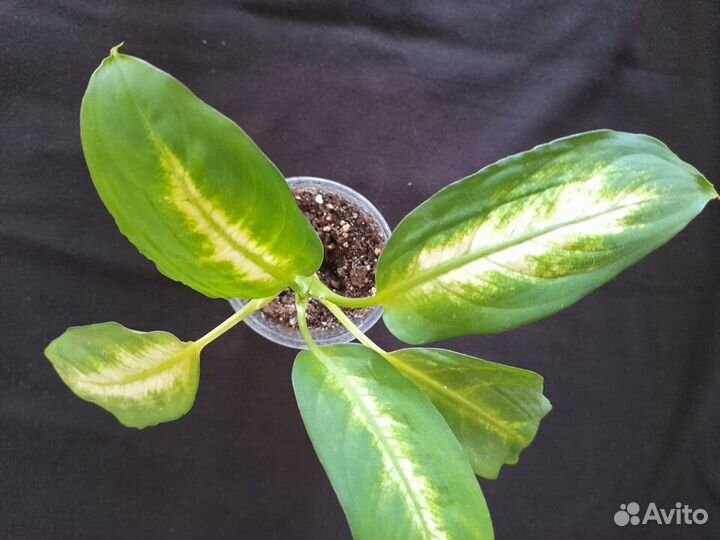 Цветомания