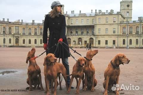 Венгерская выжла