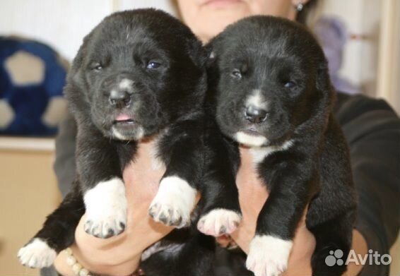 Щенки алабая