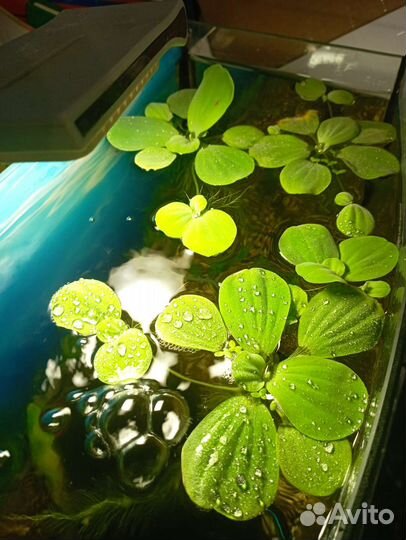 Растения пистия