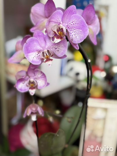 Орхидея фаленопсис Jillion