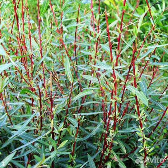 Ива нана, козья ива, Кампсис, колокольчик