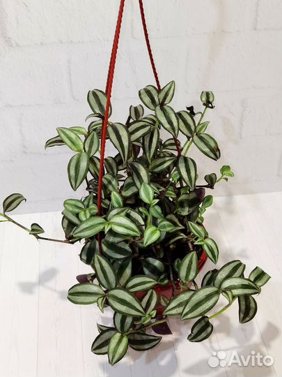 Традесканция Зебрина, комнатные растения цветы