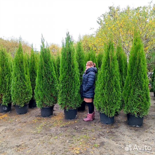 Туя Смарагд