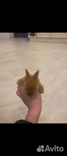 Декоративные кролики