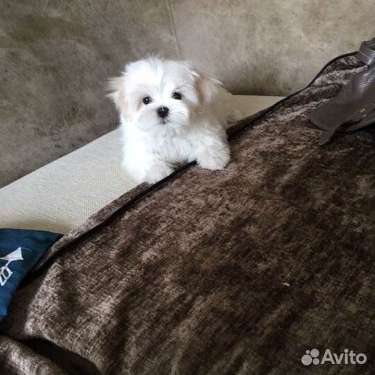 Мальтезе корея