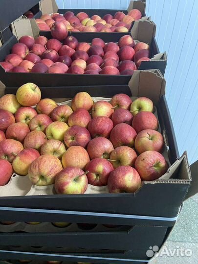 Яблоки для переработки