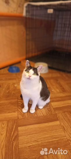 Миниатюрная кошка в поисках дома