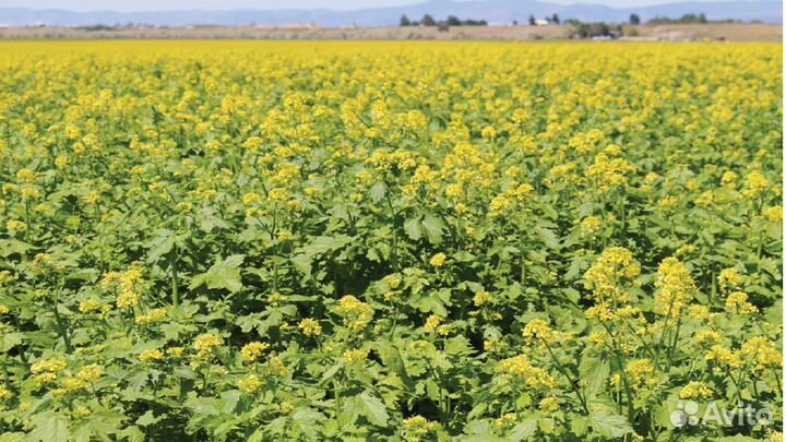 Горчица белая (семена)