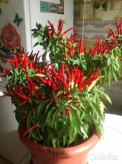 Комнатный перец полуострый и острый