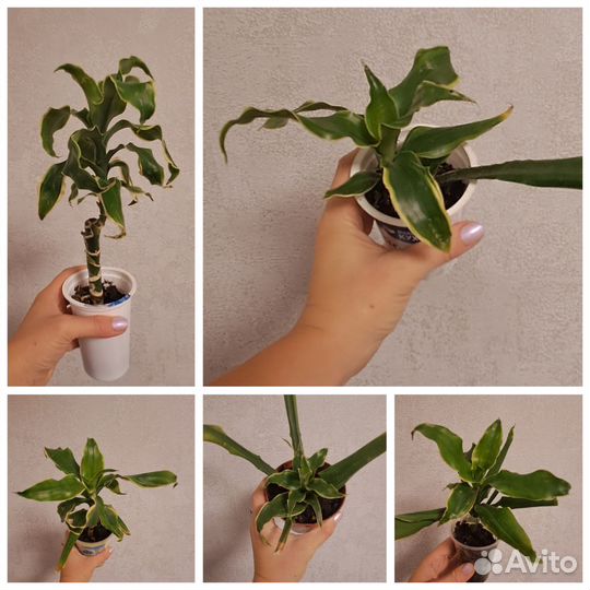 Драцена Фрагранс Голден Кост