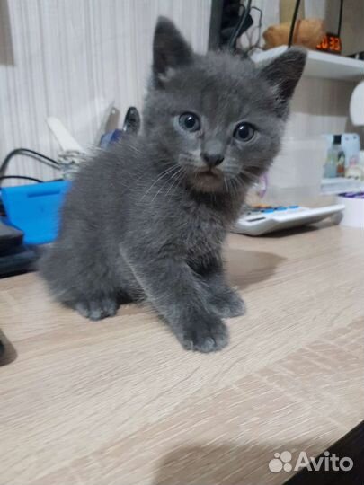 Британская кошка