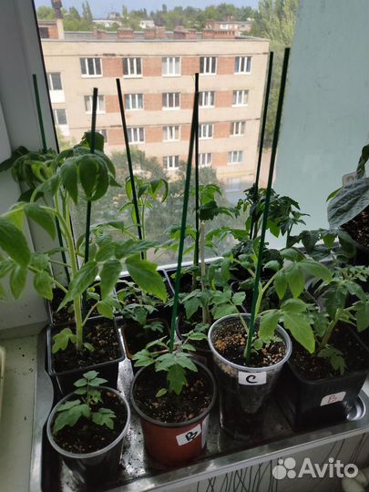 Рассада помидор/огурцов