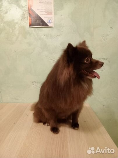 Стрижка собак мелких и средних пород