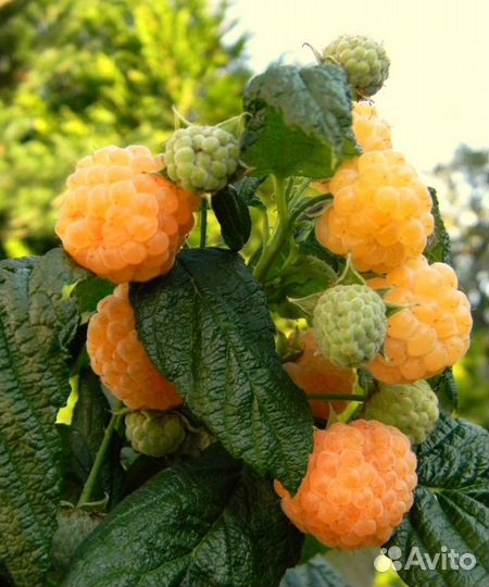 Саженцы малина клубника ежевика крыжовник