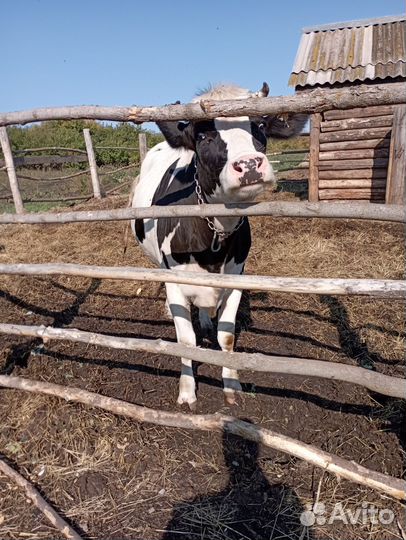 Первотелка